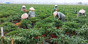 Arofarm thu hoạch “Trái ngọt” đầu năm